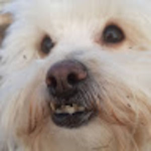 Meet your Posher, Darling